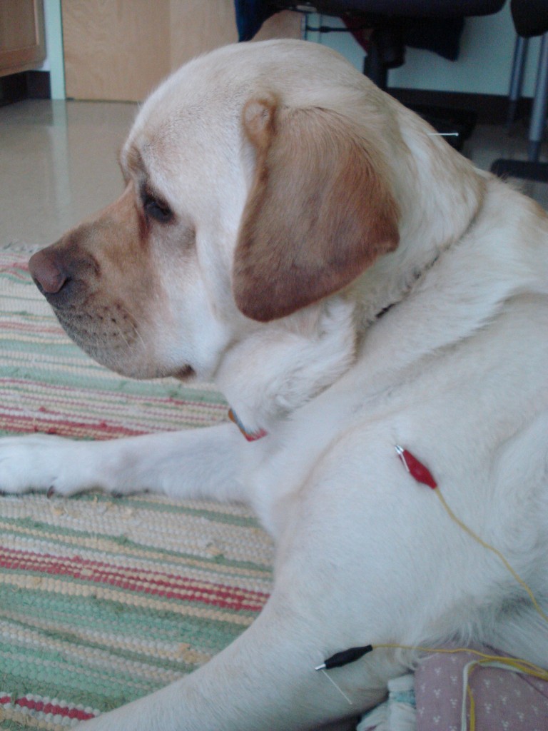 Dog getting Electro-Acupuncture